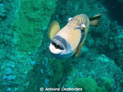 Titan triggerfish , Balistoides viridescens by Antoine Desbordes 
